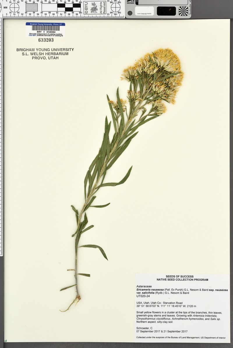 Ericameria nauseosa var. salicifolia photo 7