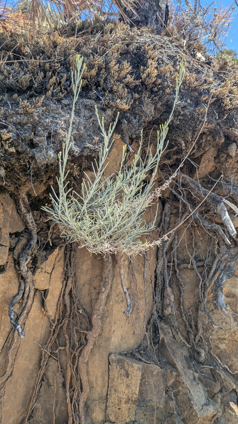 Ericameria nauseosa var. speciosa