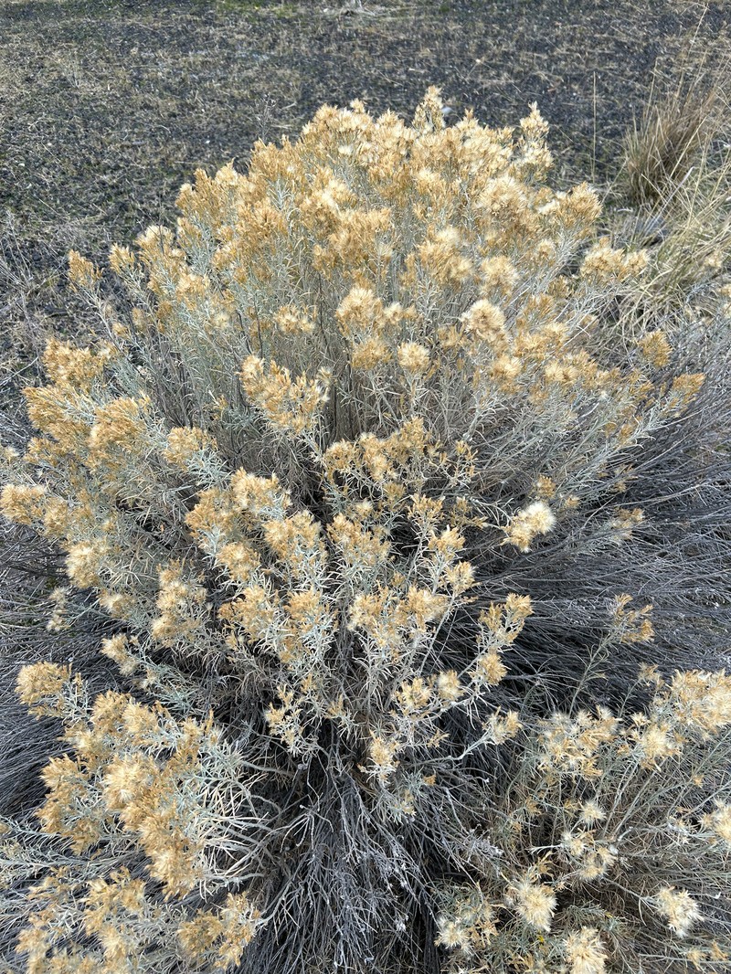 Ericameria nauseosa var. speciosa photo 2