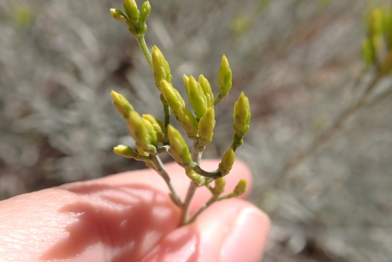 Ericameria nauseosa var. speciosa photo 3