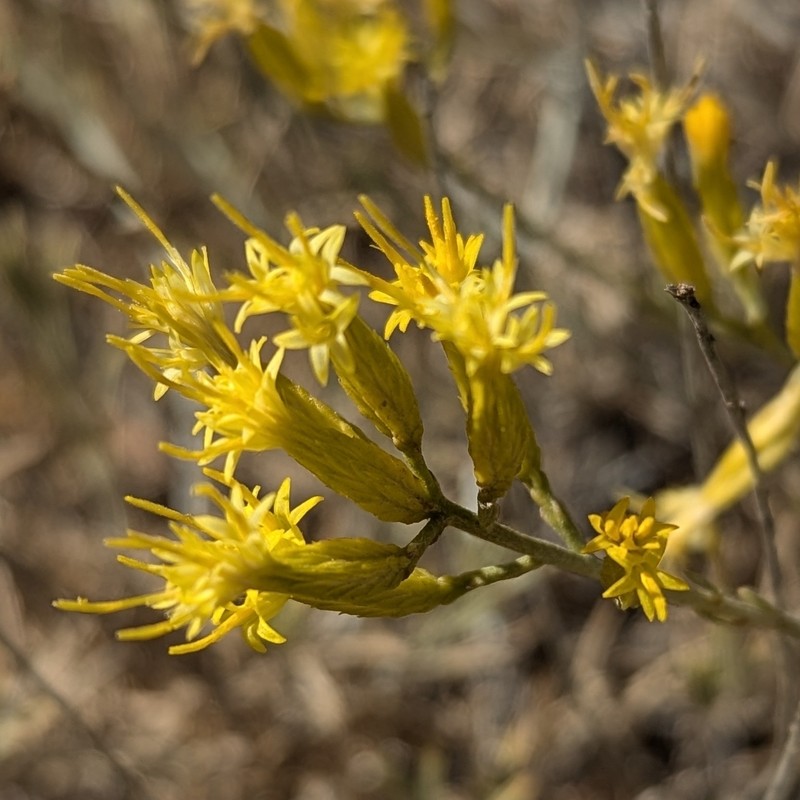 Ericameria nauseosa var. speciosa photo 4