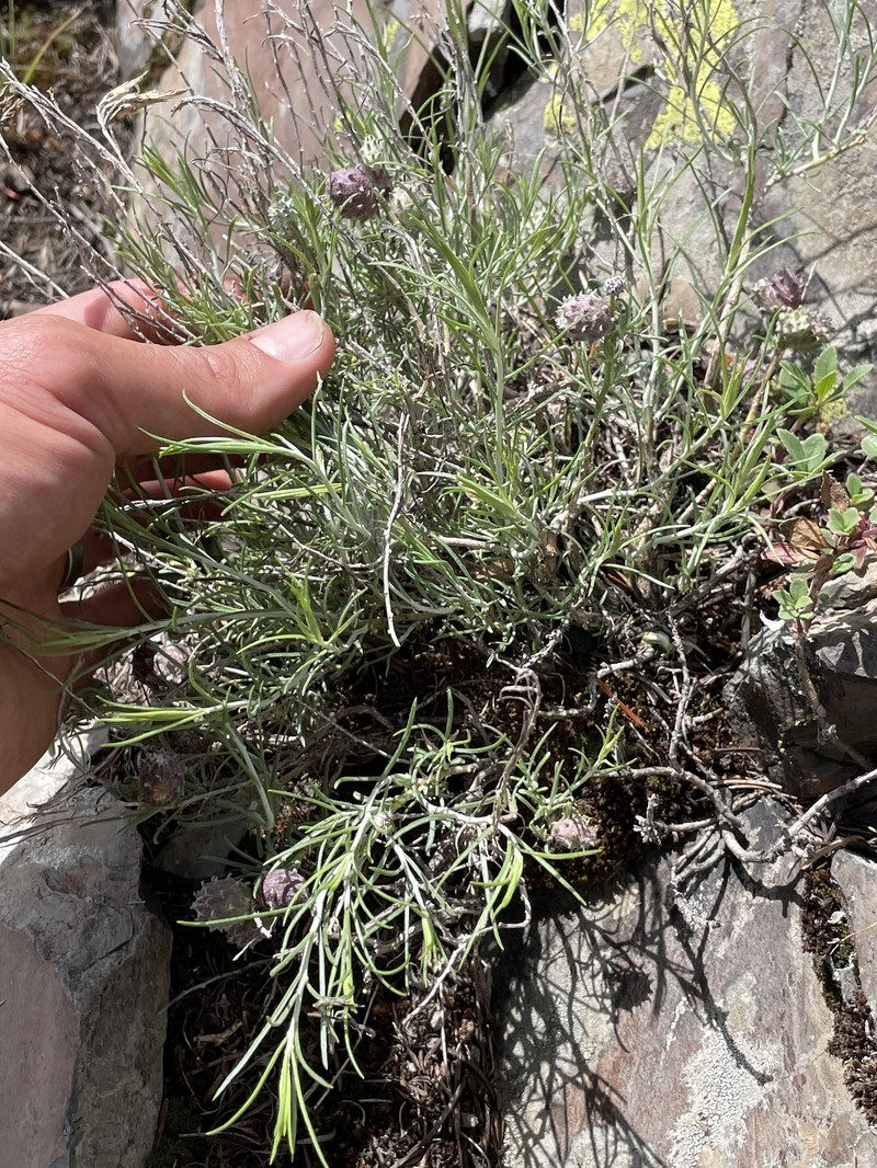 Ericameria nauseosa var. speciosa photo 5