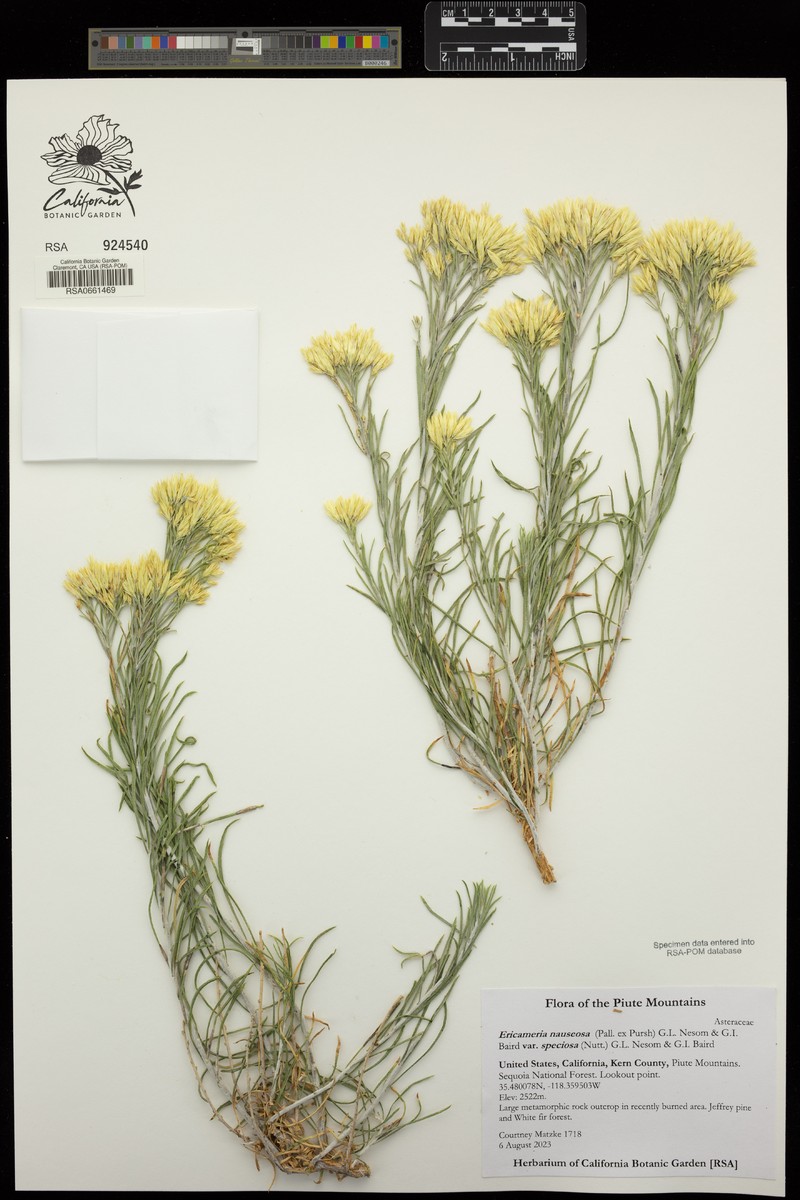 Ericameria nauseosa var. speciosa photo 6