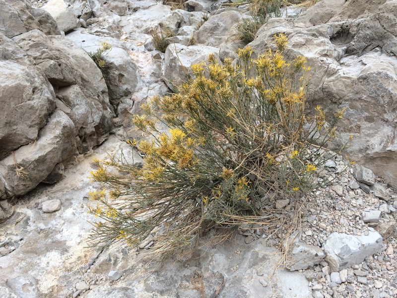 Ericameria nauseosa var. texensis photo 2