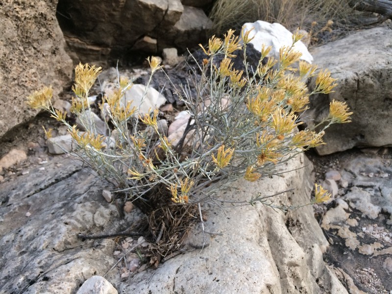Ericameria nauseosa var. texensis photo 3