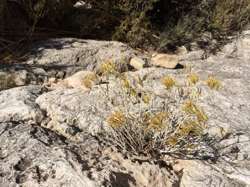 Ericameria nauseosa var. texensis photo 4