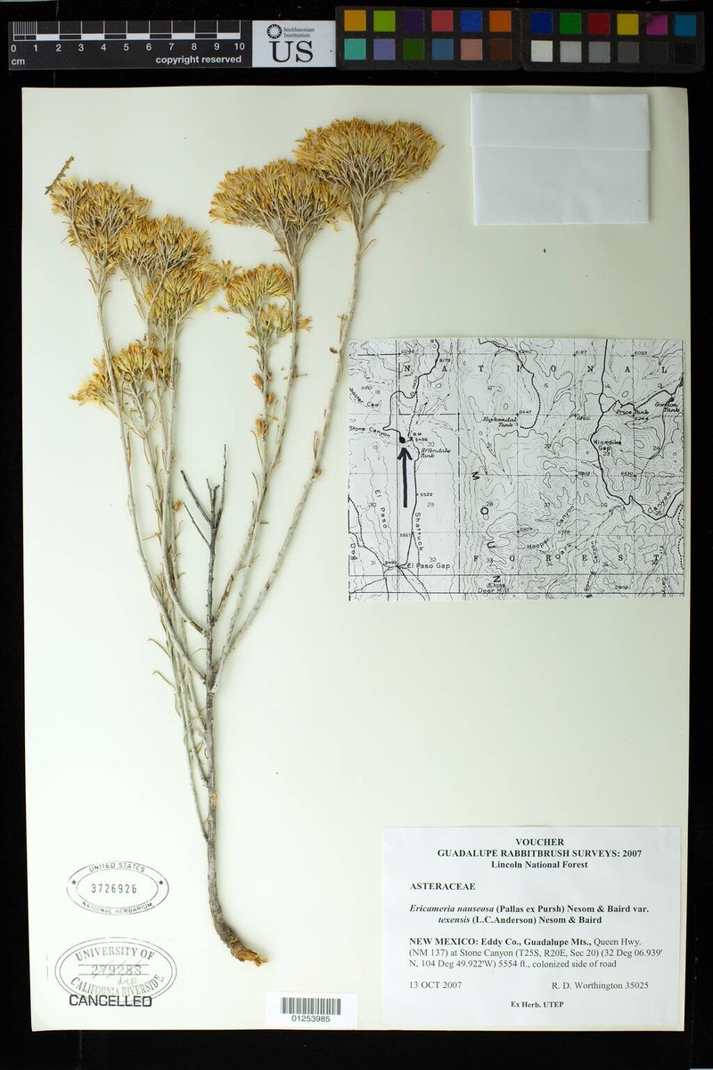 Ericameria nauseosa var. texensis photo 5