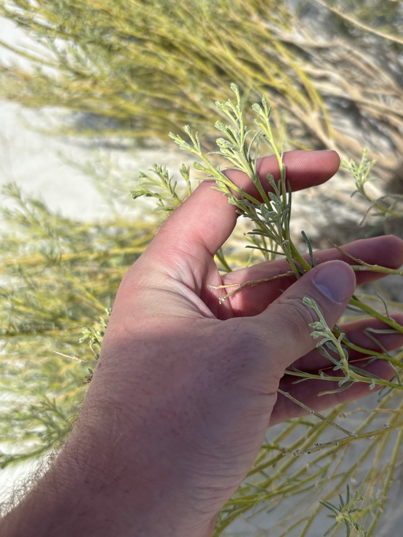 Ericameria nauseosa var. turbinata