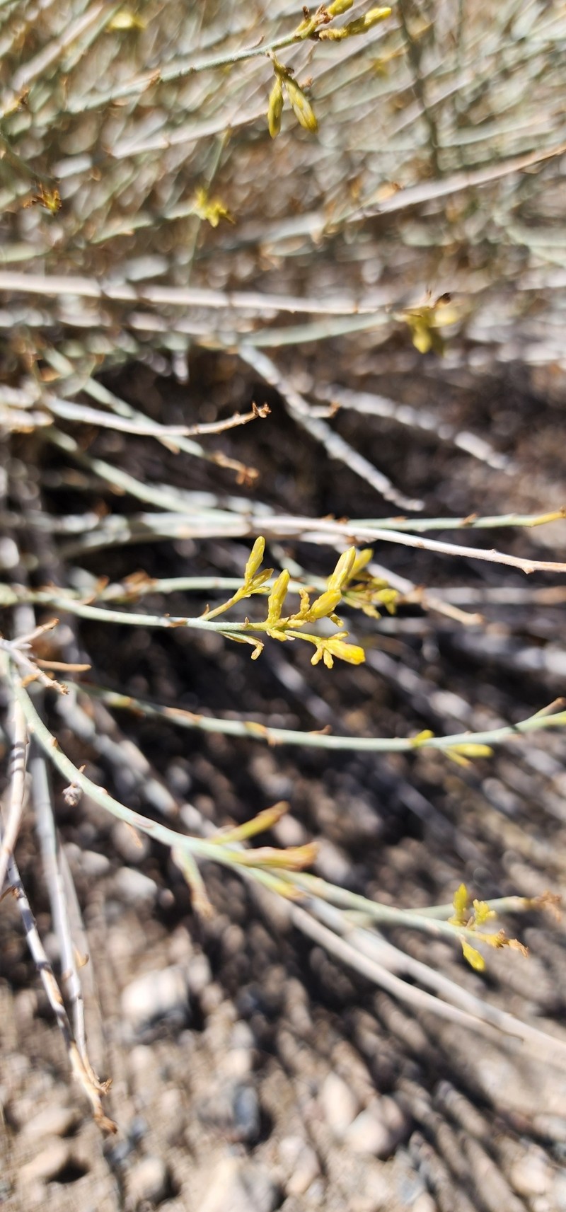 Ericameria nauseosa var. turbinata photo 2