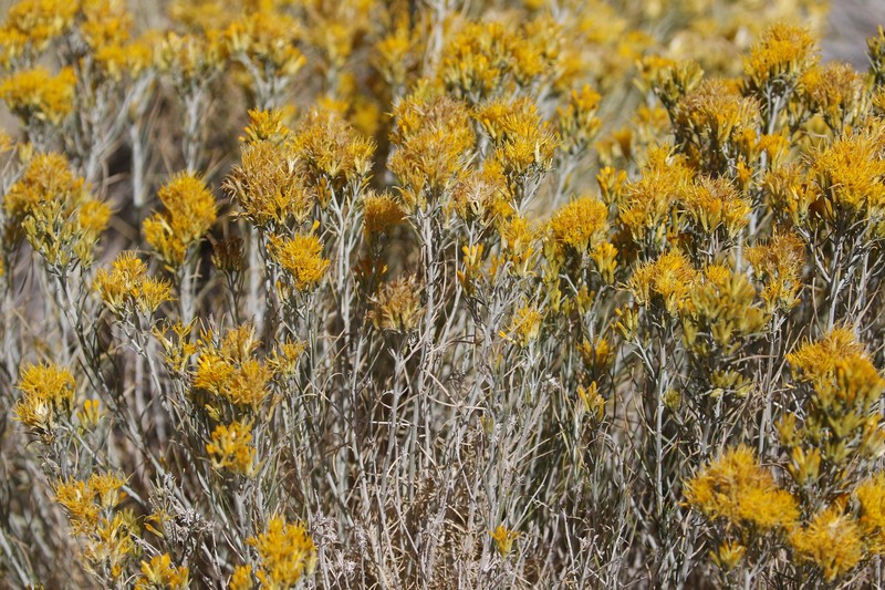 Ericameria nauseosa var. turbinata photo 4