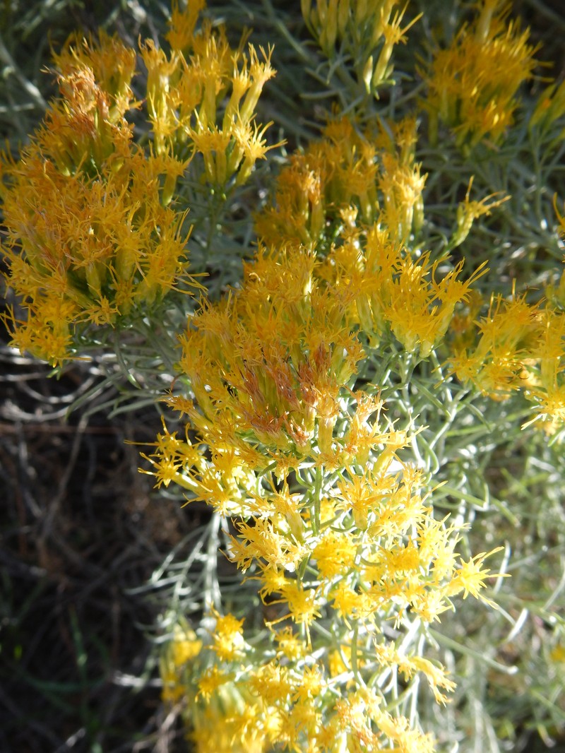 Ericameria nauseosa var. turbinata photo 5