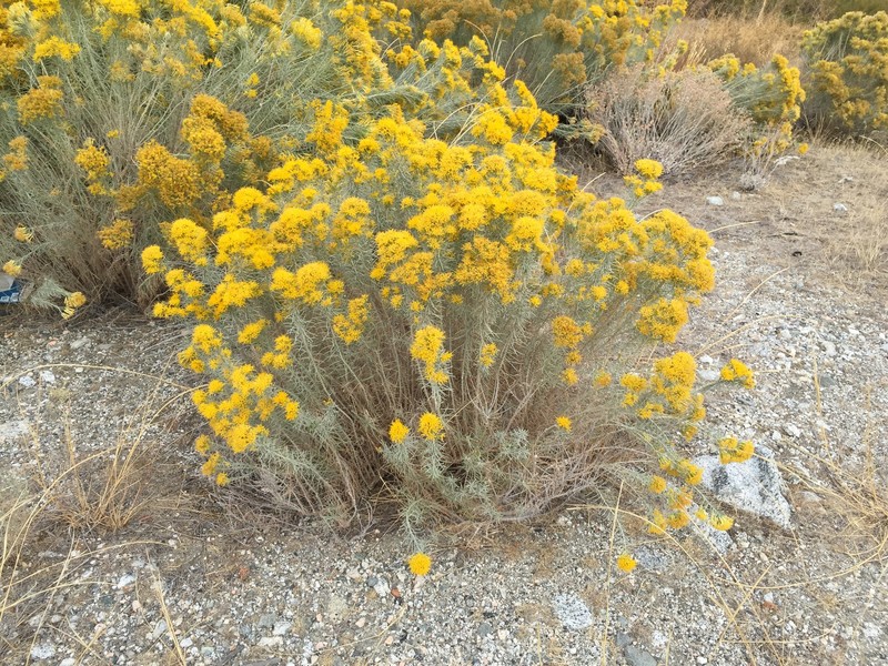 Ericameria nauseosa var. turbinata photo 6