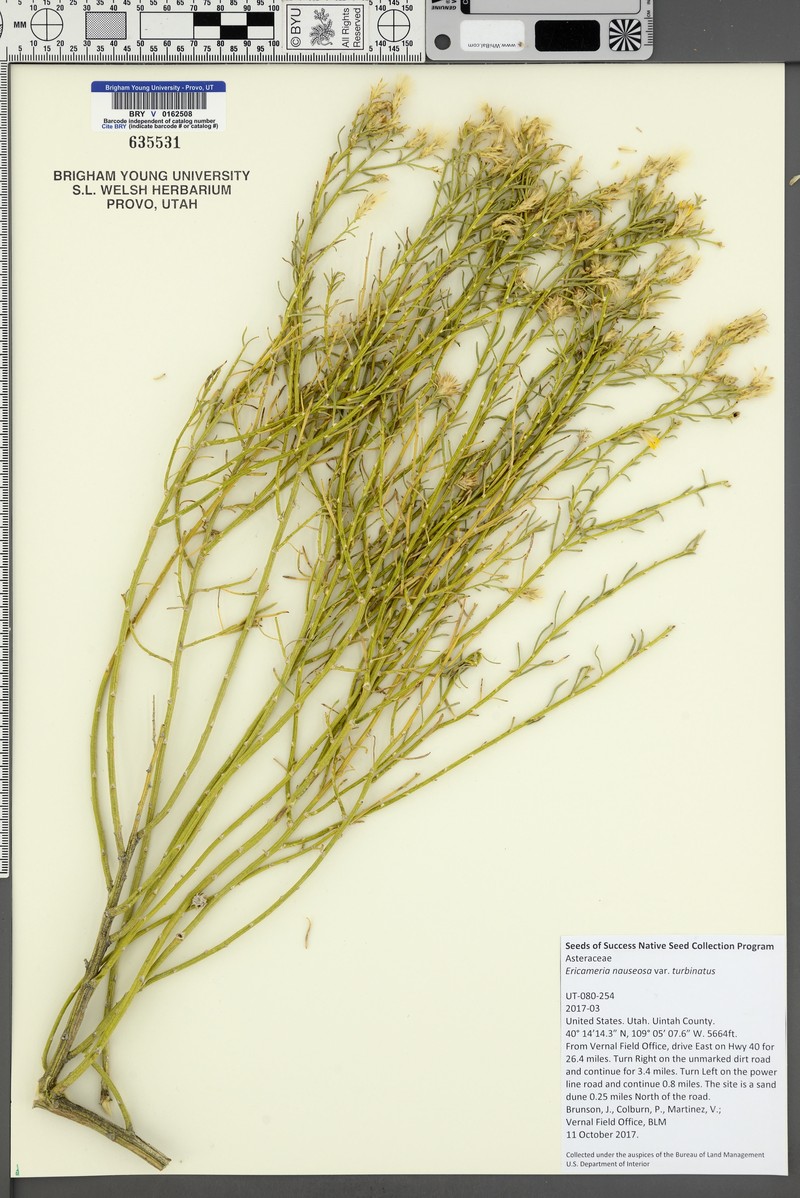 Ericameria nauseosa var. turbinata photo 7