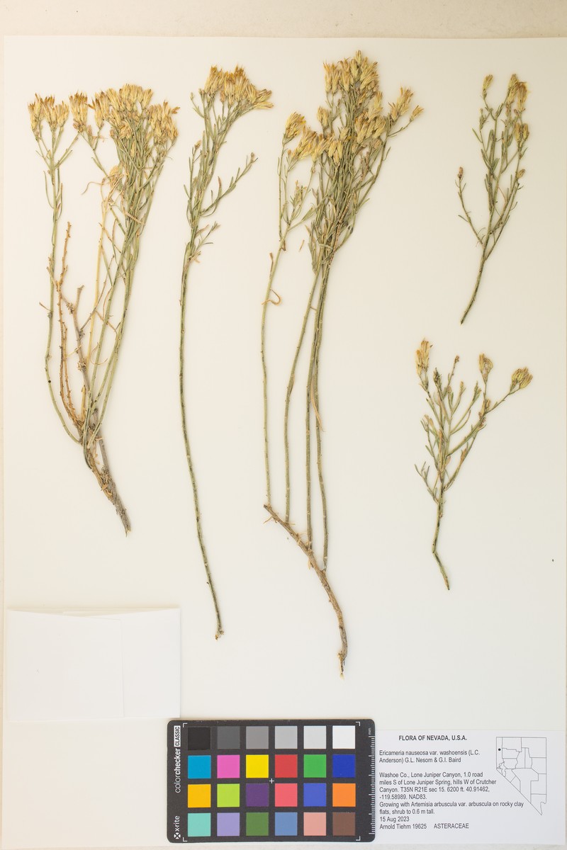 Ericameria nauseosa var. washoensis photo 3