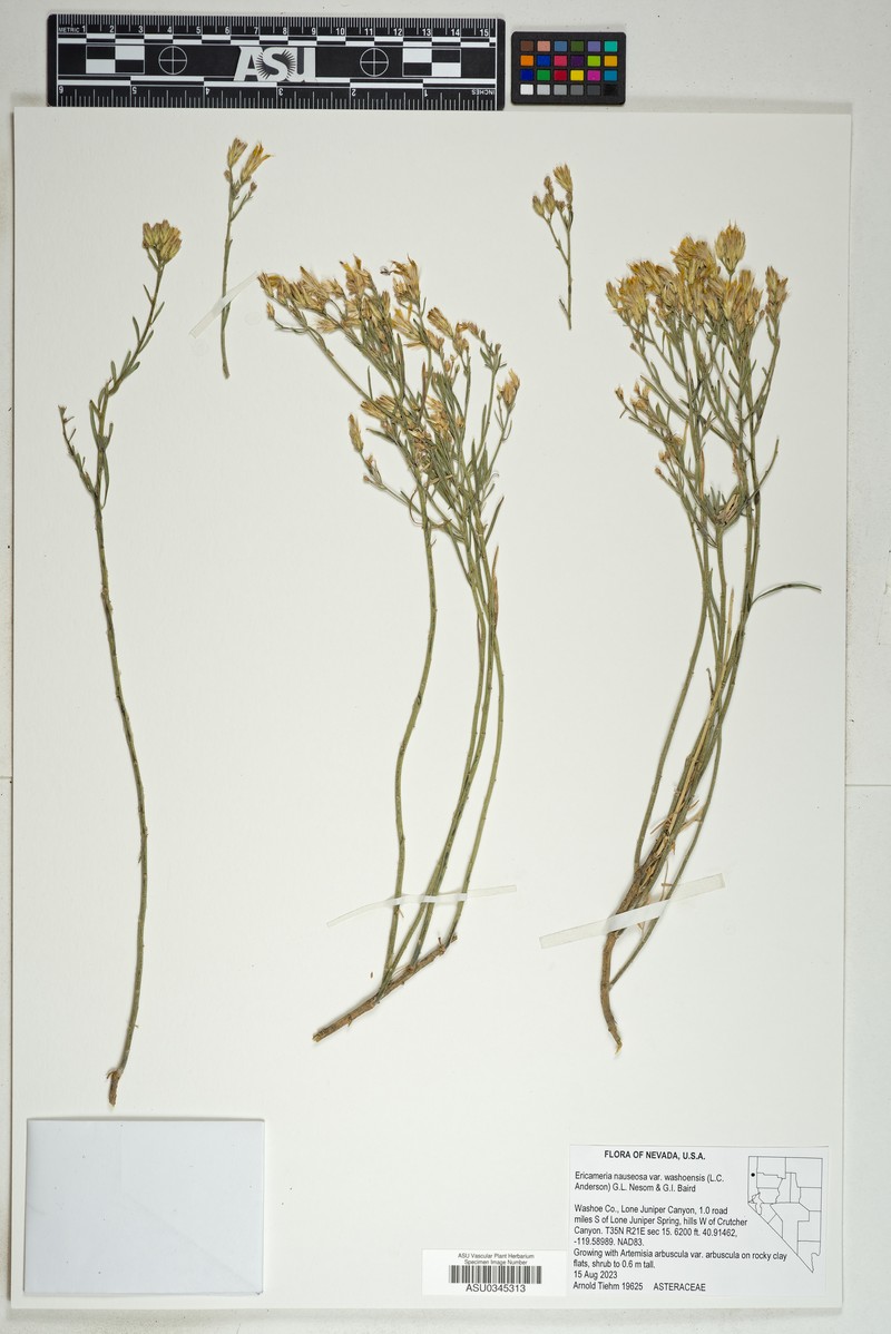 Ericameria nauseosa var. washoensis photo 4