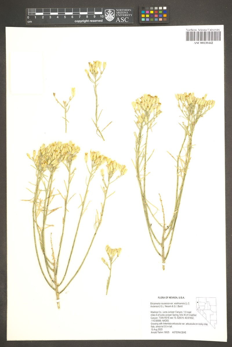 Ericameria nauseosa var. washoensis photo 5