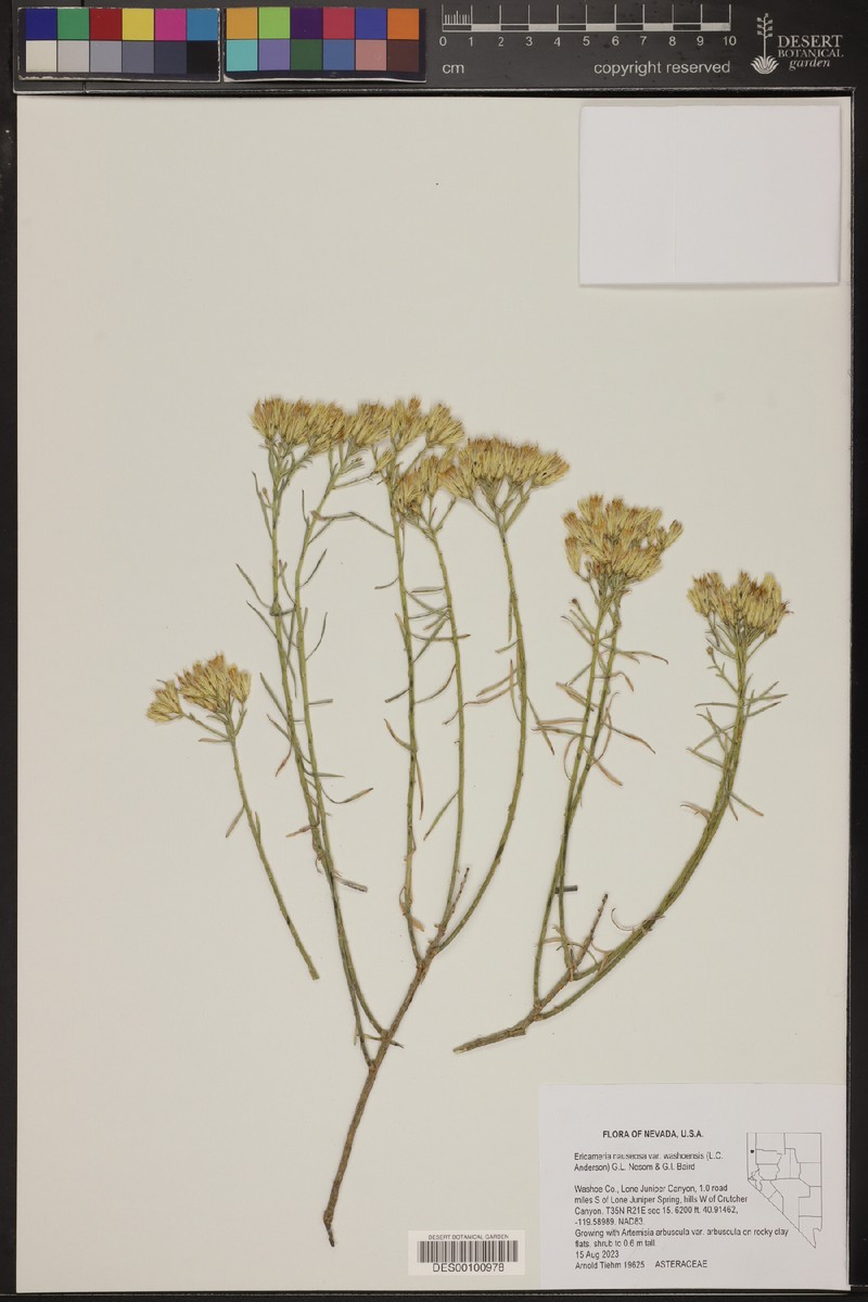 Ericameria nauseosa var. washoensis photo 6