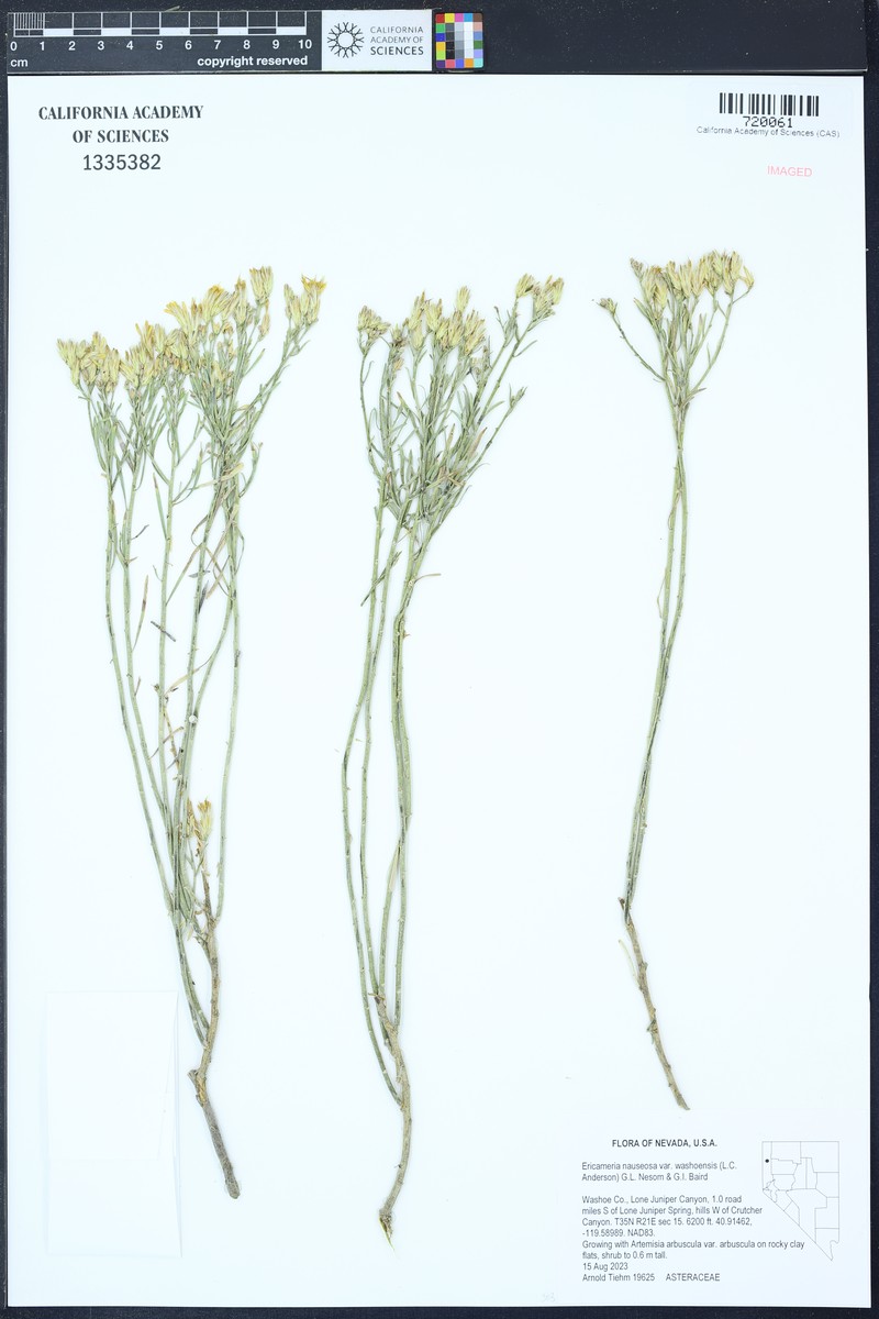 Ericameria nauseosa var. washoensis