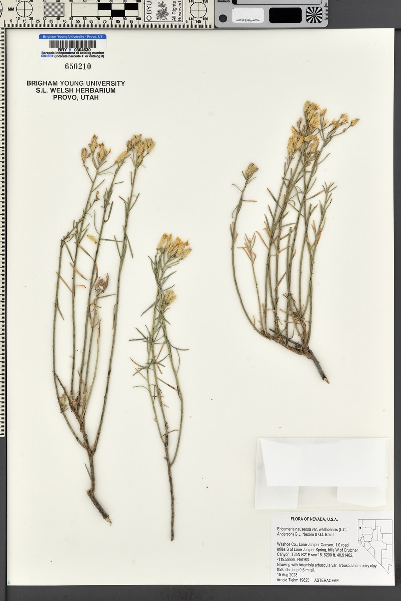 Ericameria nauseosa var. washoensis photo 2
