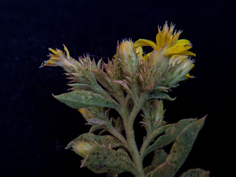 Rydberg's Goldenbush