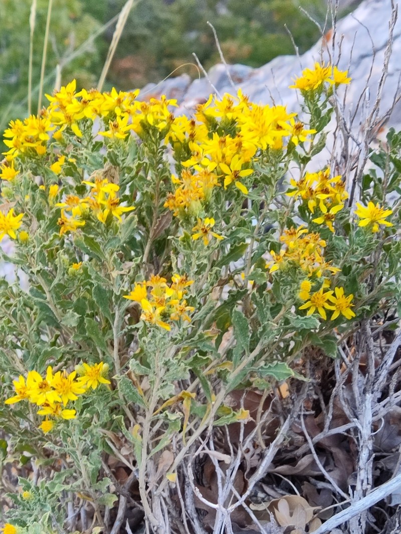 Rydberg's Goldenbush photo 2
