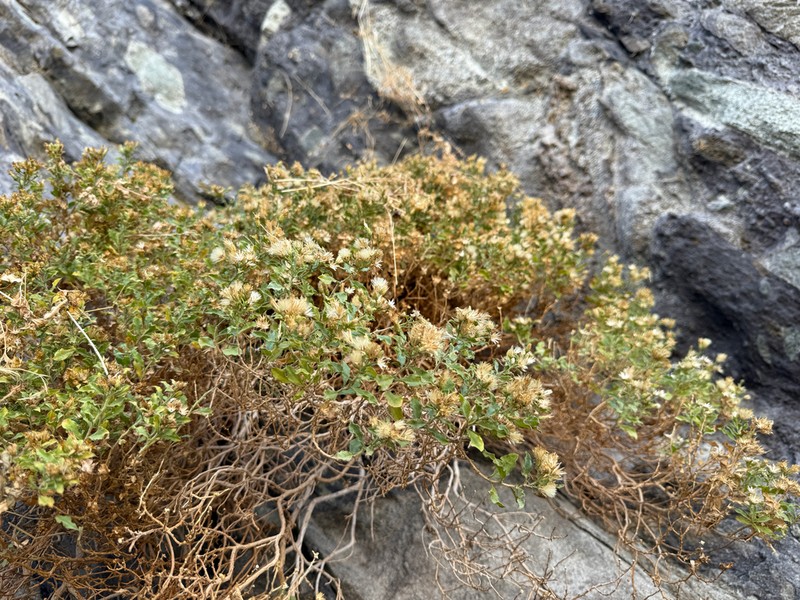 Rydberg's Goldenbush photo 3