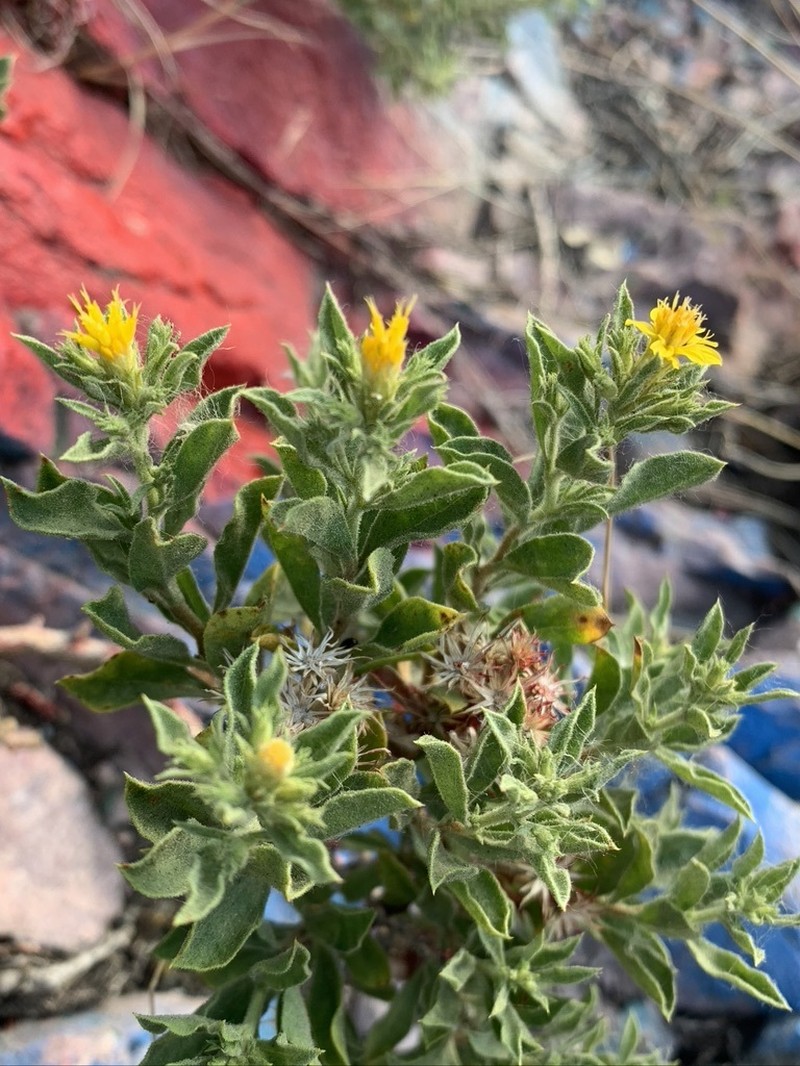 Rydberg's Goldenbush photo 4