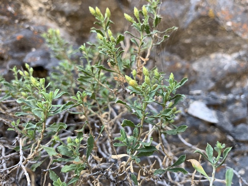 Rydberg's Goldenbush photo 5