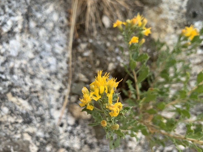 Rydberg's Goldenbush photo 6