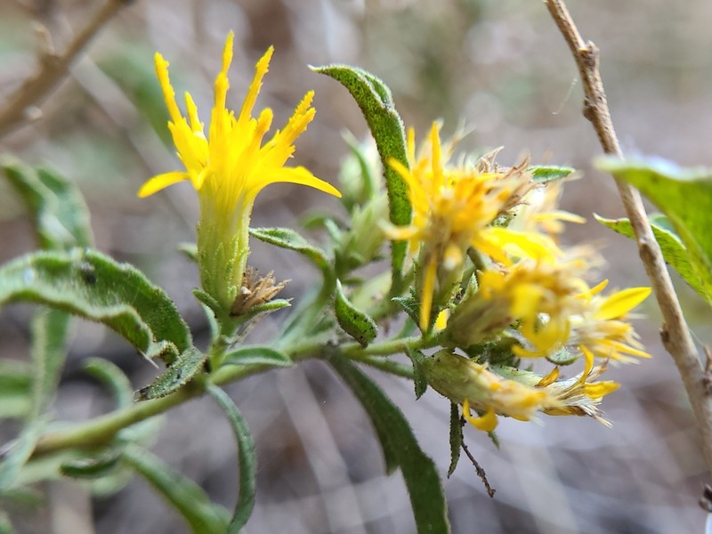 Rydberg's Goldenbush photo 7