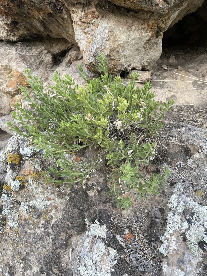 Rydberg's Goldenbush photo 8