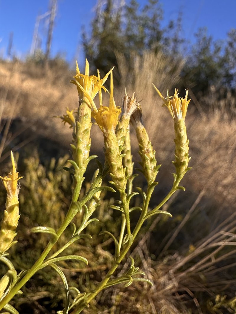 Serpentine Goldenbush