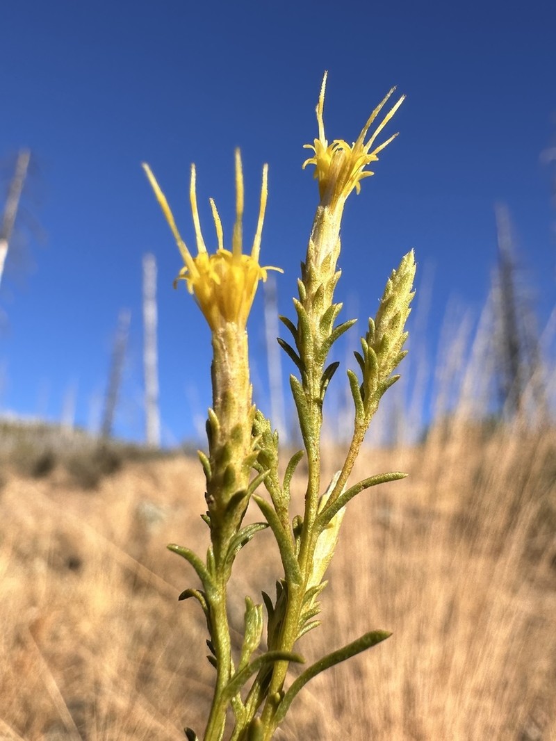 Serpentine Goldenbush
