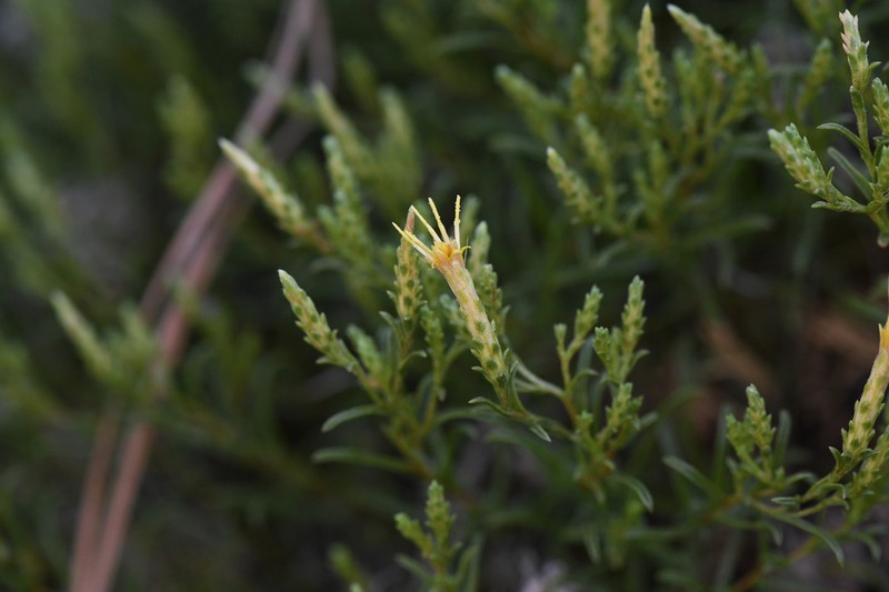 Serpentine Goldenbush photo 2