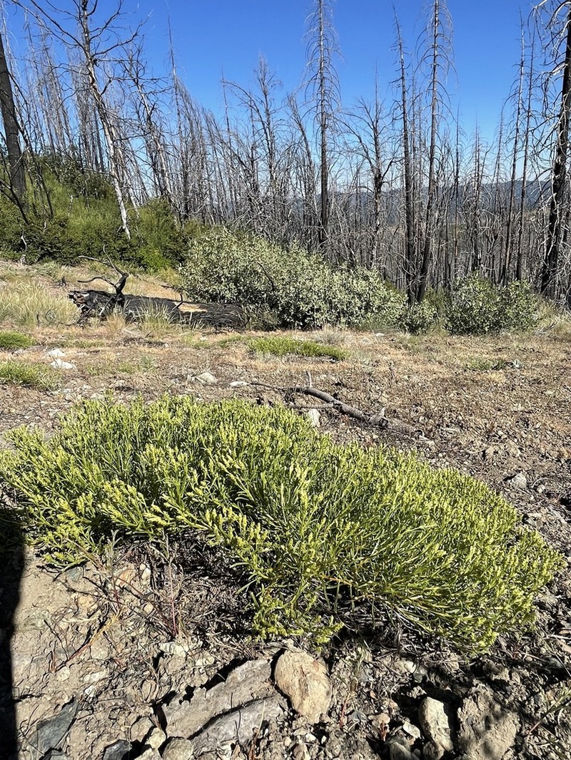 Serpentine Goldenbush photo 3