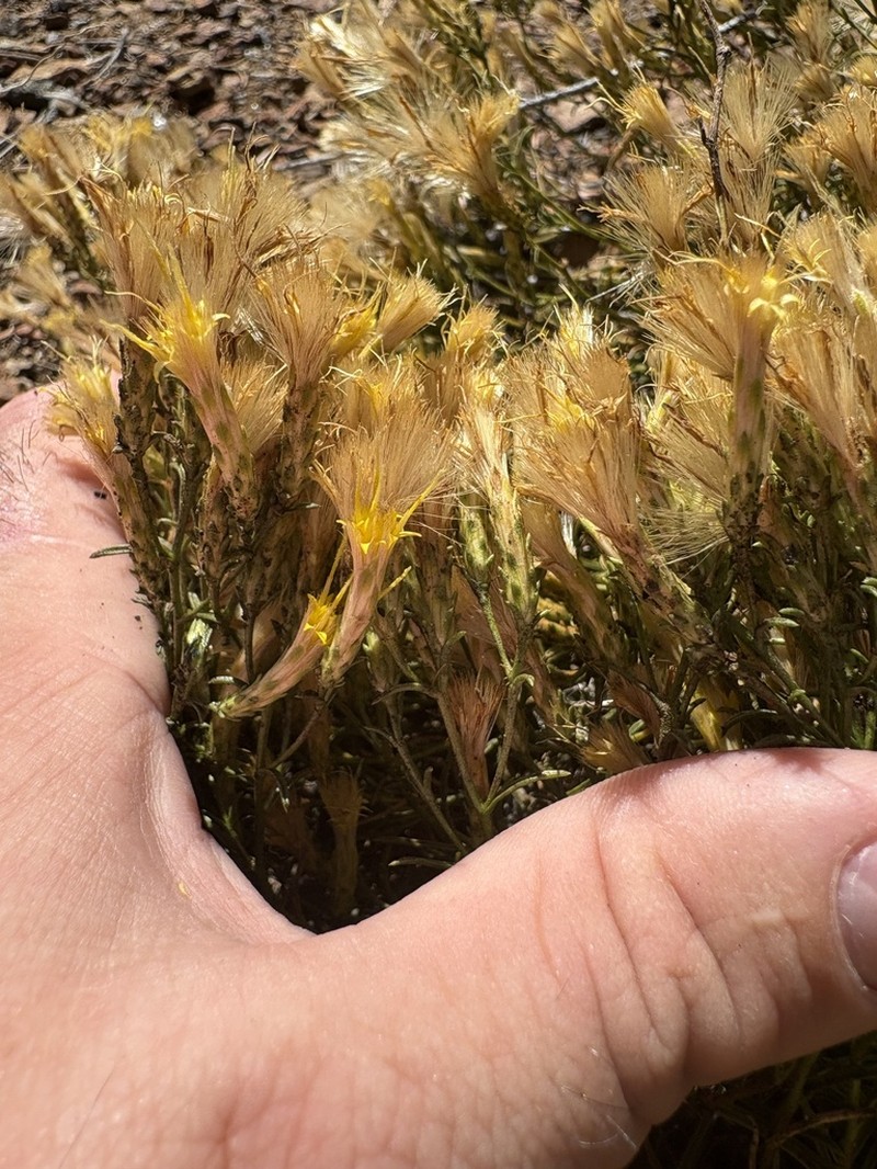 Serpentine Goldenbush photo 4