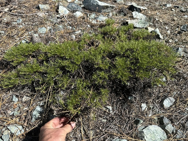 Serpentine Goldenbush photo 5