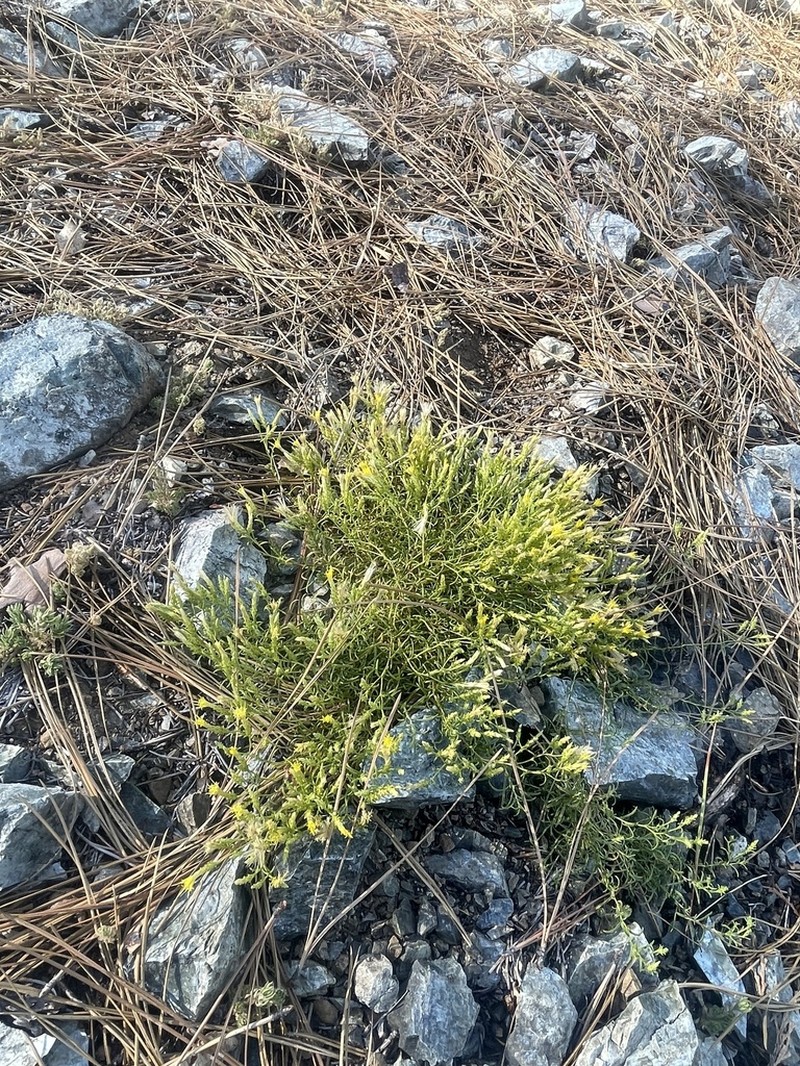 Serpentine Goldenbush photo 6