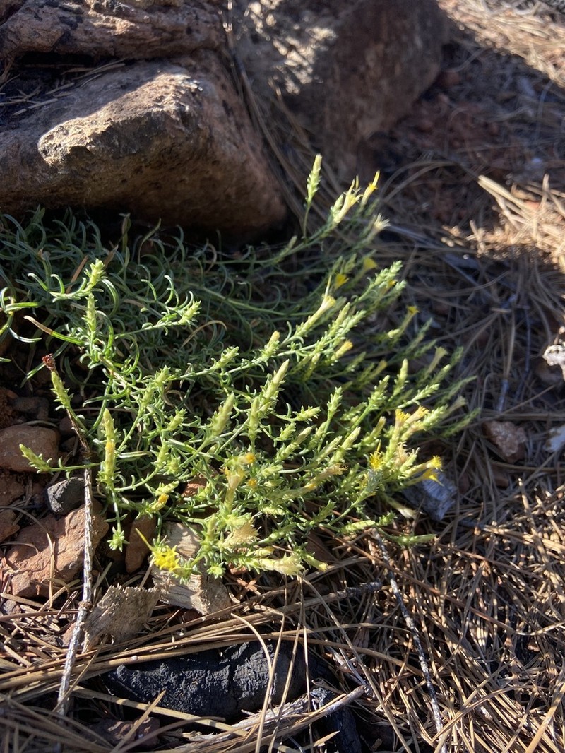 Serpentine Goldenbush photo 7