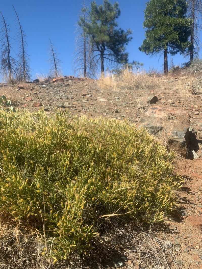 Serpentine Goldenbush photo 8