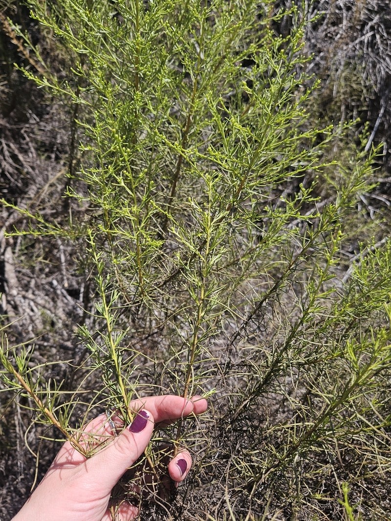 Palmer's Goldenbush