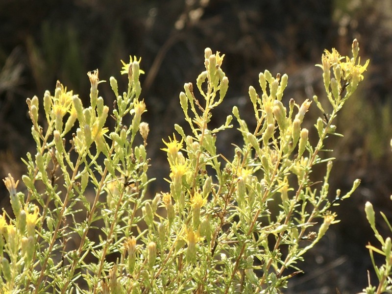 Palmer's Goldenbush photo 2