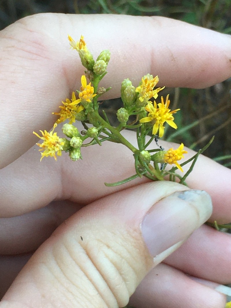 Palmer's Goldenbush photo 3