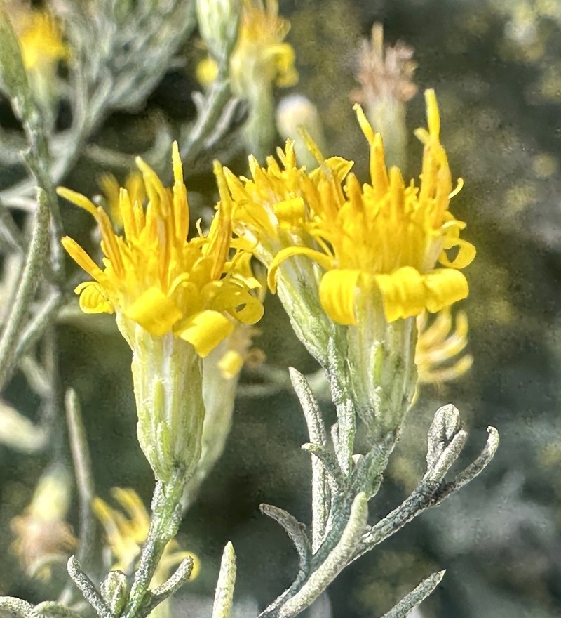 Palmer's Goldenbush photo 5