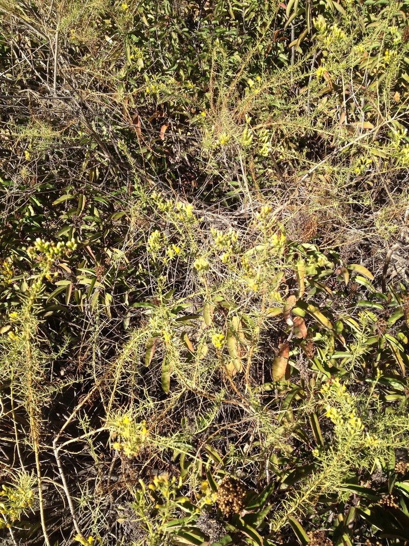 Palmer's Goldenbush photo 7