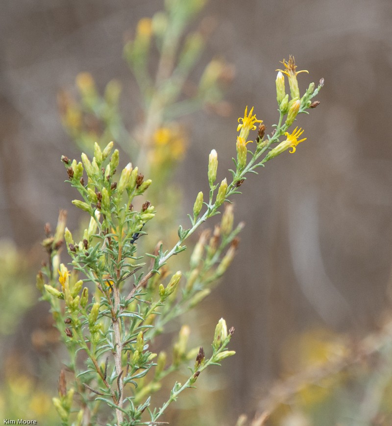 Palmer's Goldenbush photo 8