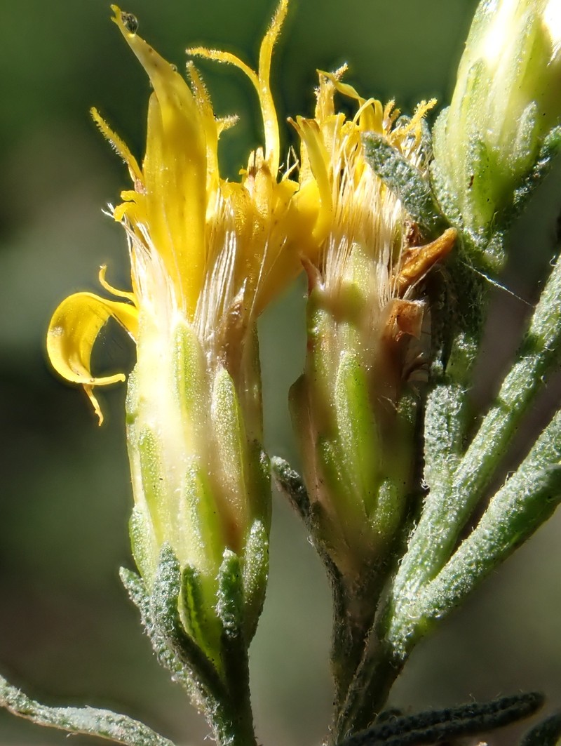 Ericameria palmeri var. pachylepis