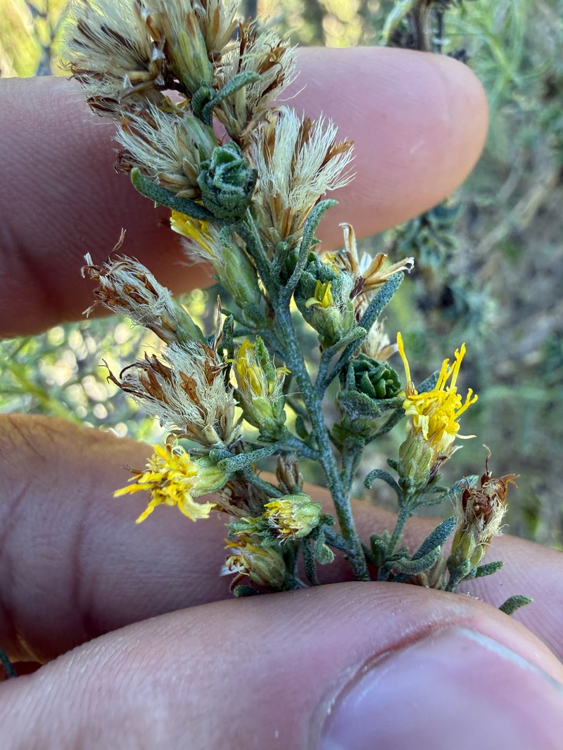 Ericameria palmeri var. pachylepis photo 2