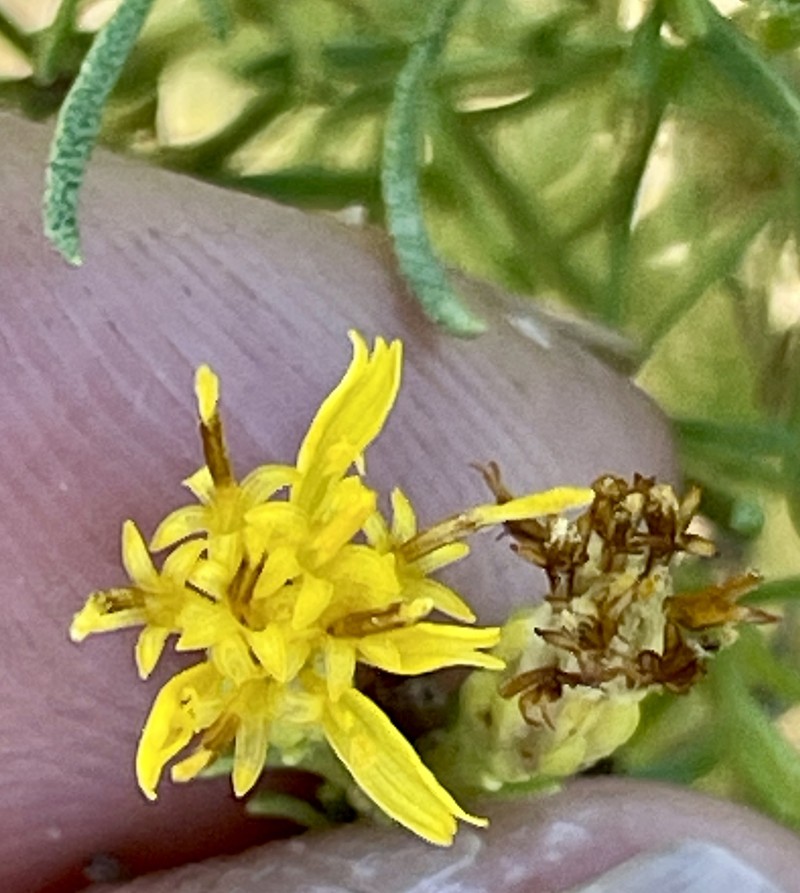 Ericameria palmeri var. pachylepis photo 4