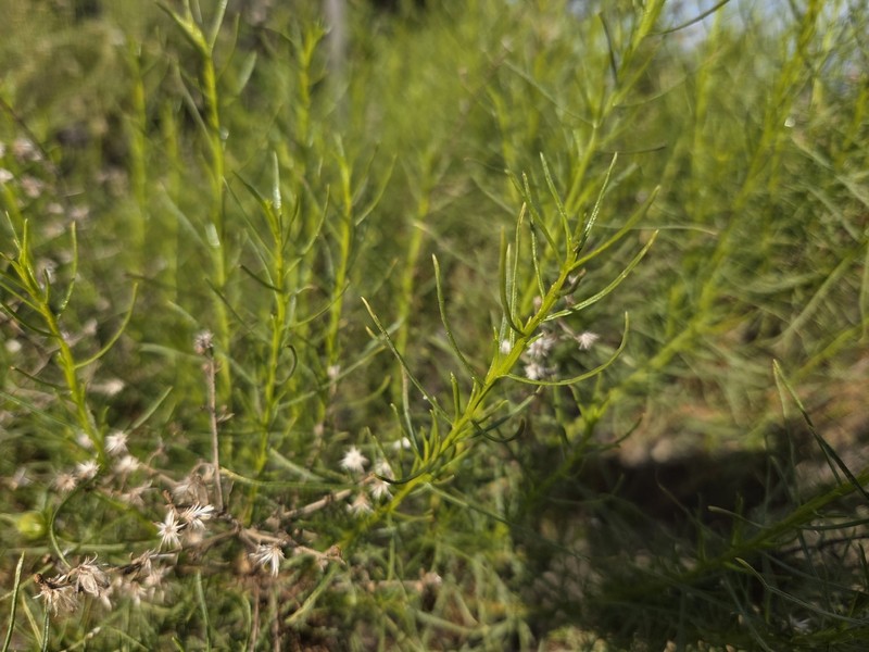 Ericameria palmeri var. palmeri
